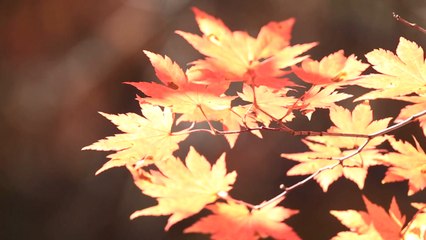 단풍놀이 꽃놀이로 여유로운 휴일 만끽 / YTN