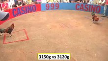 Đá gà campuchia mới nhất 2018 ngày 14/10/2018 - Video 2