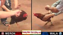 Đá gà campuchia mới nhất 2018 ngày 14/10/2018 - Video 4