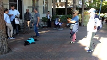 Burhaniye’de sokak köpeği vatandaşların maskotu oldu