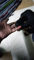 Cute Rottweiler puppy playing