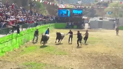 Yusufeli'nde Boğa Güreşleri Nefes Kesti