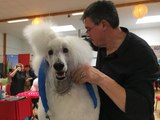 VIDEO. Ballan-Miré : cinq toiletteurs canins en finale du concours des meilleurs ouvriers de France