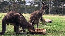 Cockatoo Steals Kangaroos Food