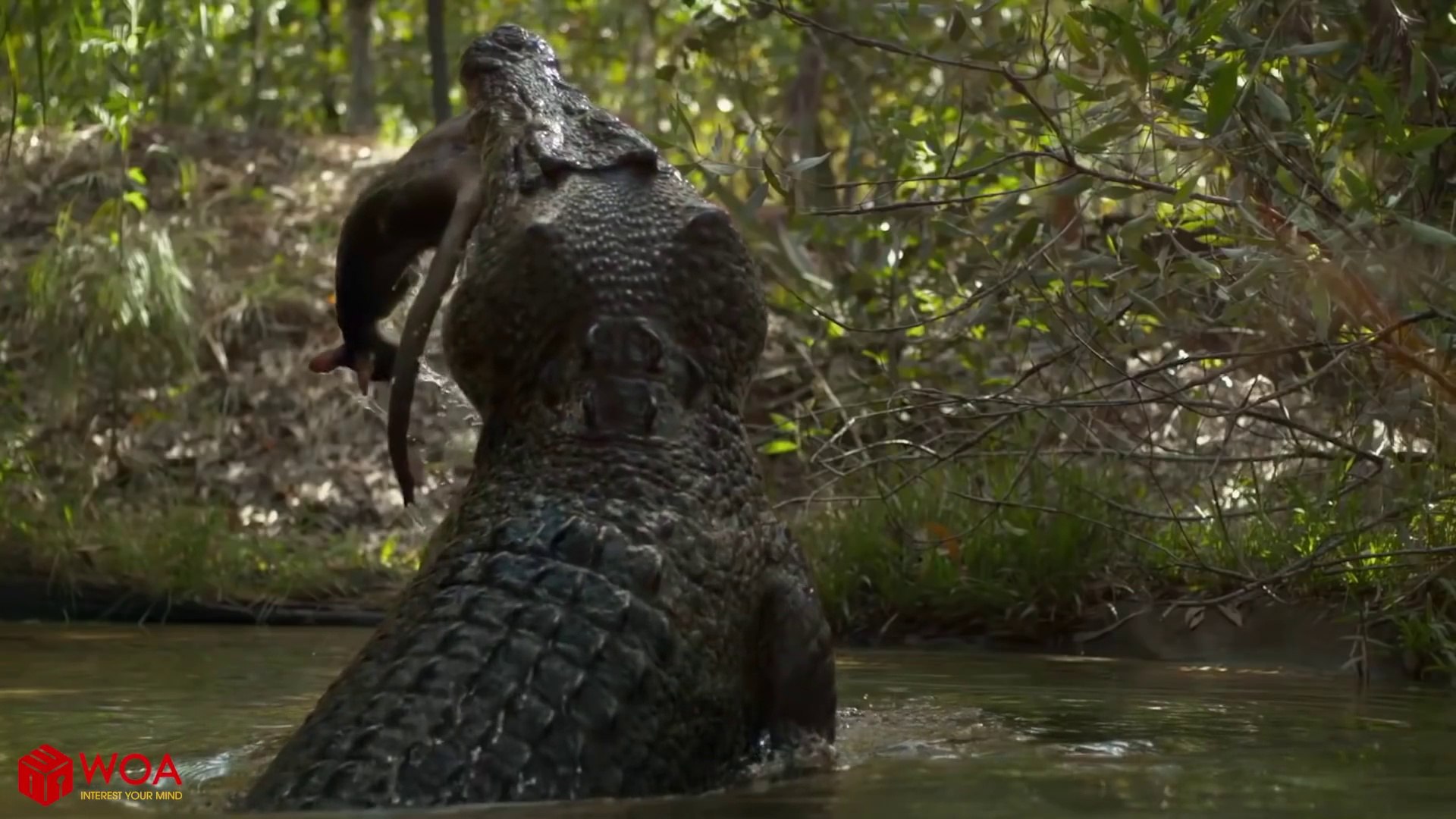 CROCODILE VS KANGAROO - Assault Hunting Skill Of Crocodile
