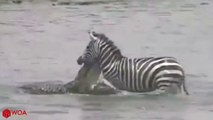 ZEBRA TRY TO ESCAPE FROM CROCODILE BUT HUNTED BY LION - Discovery Animal Planet