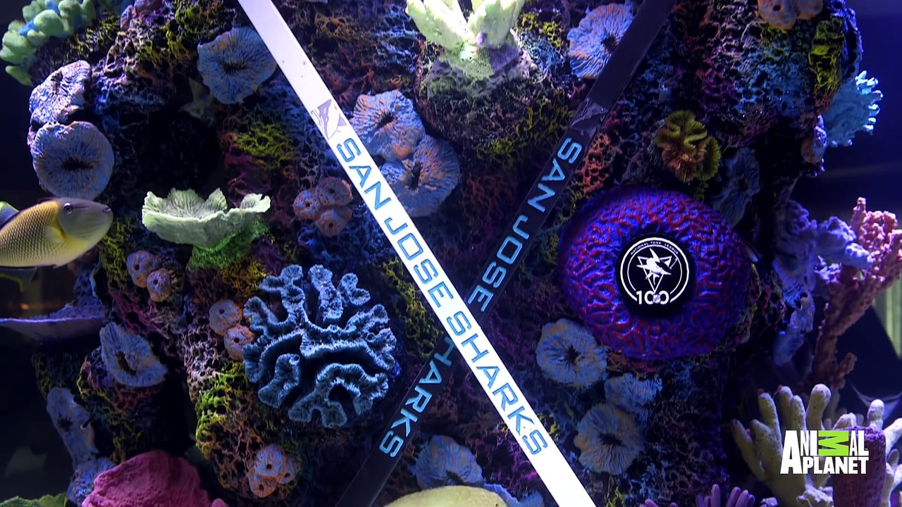 A Hockey Themed Shark Tank For The San Jose Sharks Tanked