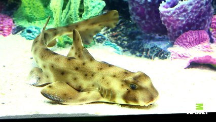 Anthony Davis Has A New Tank Full Of Exotic Fish Tanked