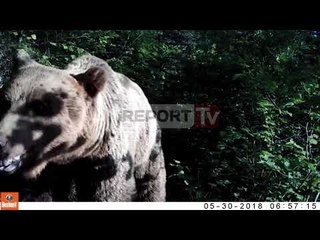 Pamje të rralla/ Kamerat e TAP xhirojnë arinj të murrmë, nuk tregohet vendndodhja për t'i mbrojtur