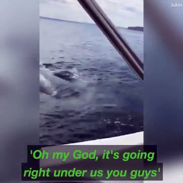 Une femme appelle la police pour ces baleines