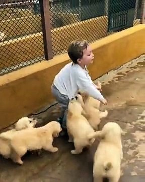 Cute boy playing with so many Puppies