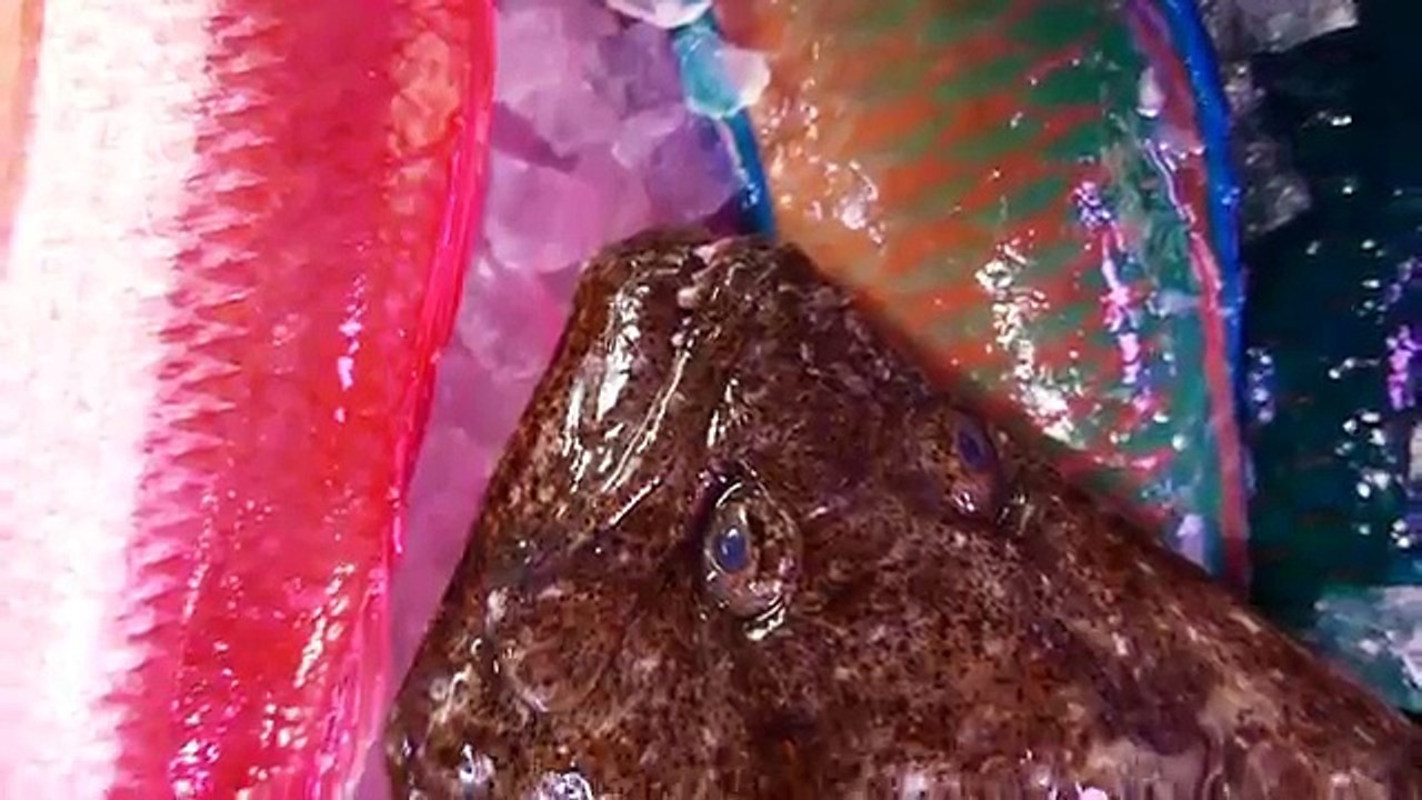 Japanese Street Food - HALIBUT SASHIMI Flounder Okinawa Seafood Japan