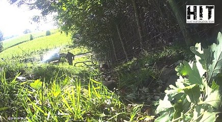 The Sunday Times_video shows slow death of ‘culled’ badger 30Sep18