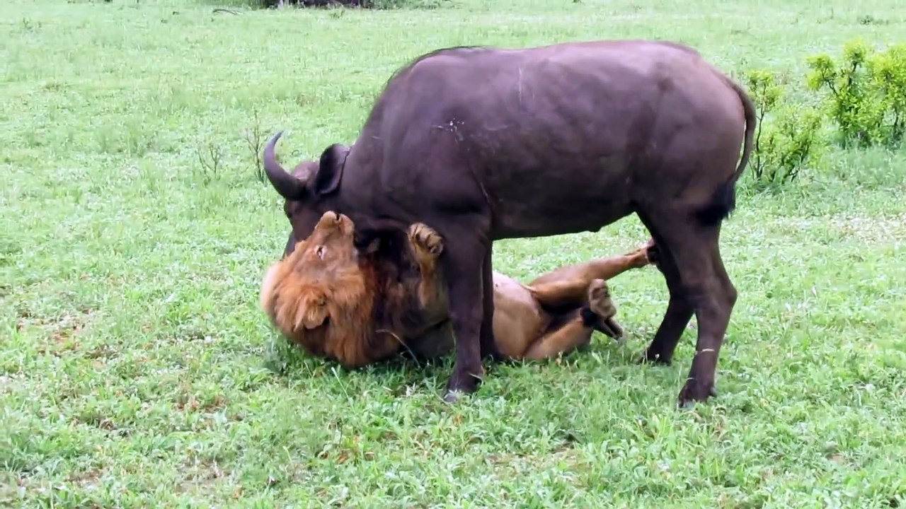 Les images incroyables d'un lion qui s'en prend à un buffle