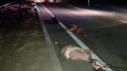 Hassa Karayolunda Kaza: 13 Küçükbaş Hayvan Telef Oldu