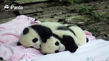 Yun Wen: Ai Mi, you have nothing to worry about when I am around you. Sleep tight!Ai Mi: Actually, I can sleep better if you are not around...A panda a day,