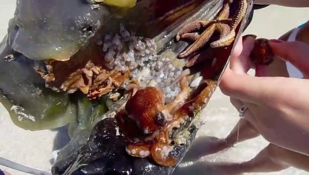 Elle trouve un poulpe et ses centaines de bébés... Impressionnant
