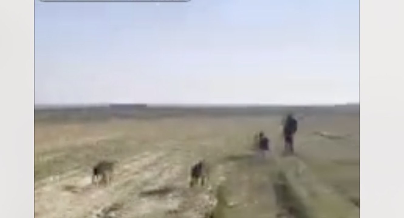 Ces chiens assomment un homme et envoie voler sa chaussure !