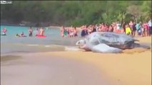 La taille de cette tortue géante qui part de la plage !