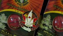 캐나다, 세계에서 2번째로 마리화나 합법화...찬반 여전 / YTN