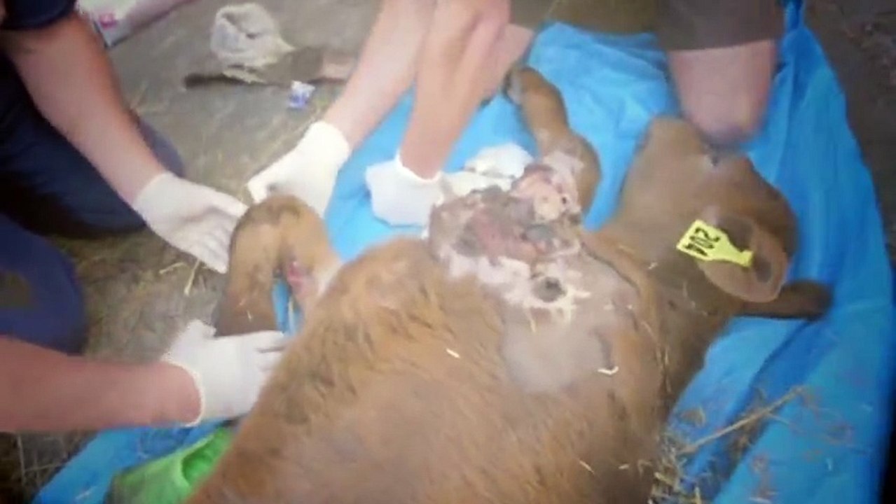 Vet Tales S01 - Ep02 HD Watch