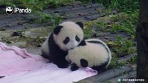 Do you mind if I kiss you? Do you mind if I kiss you real hard?A panda a day, keeps the sorrow away.