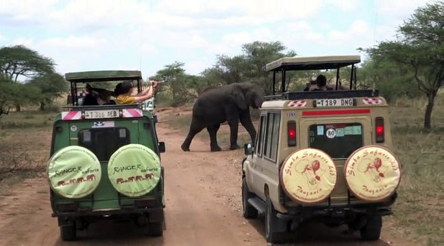 Éléphants et girafes