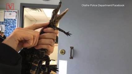 We're Not in Florida Anymore! Alligator Found Underneath Car in Kansas