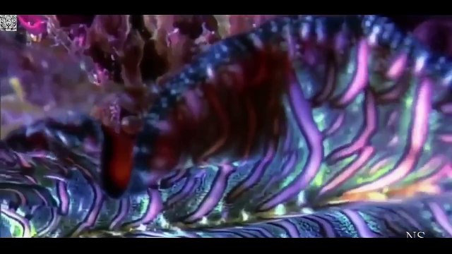 Comportamentos Bizarros de animais raros e estranho