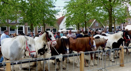 Paardenmarkt - 2e Pinksterdag - Traditionele paardenhandel / Heenvliet 2018