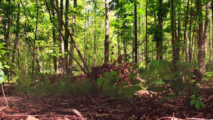 Creature from Cannibal Creek - Retro Teaser