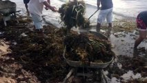 Happening now: Sargassum cleaning campaignAfter being declared a Natural Disaster by local authorities, island residents are currently participating in a mass