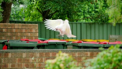 BBC Animals Behaving Badly Series 1 3 of 3 Survival