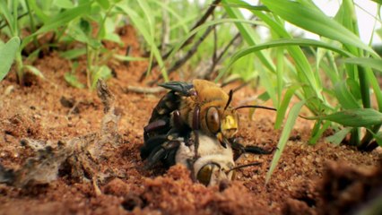 BBC Animals Behaving Badly Series 1 1 of 3 The Mating Game
