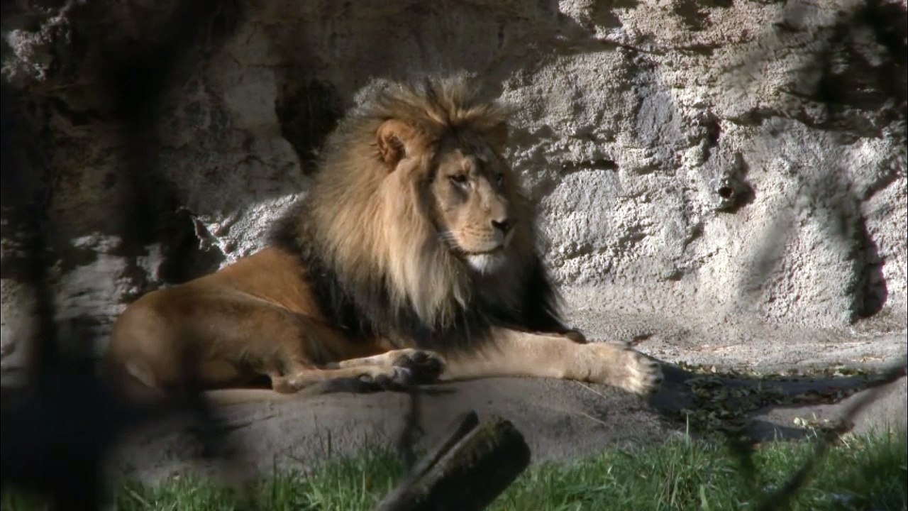 Male lion in zoo