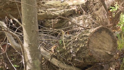 [현장24] '전담 인력 전무' 백두대간 보호지역 관리 허술 / YTN