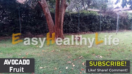 Avocado Tree Full Awesome Avocado Tree