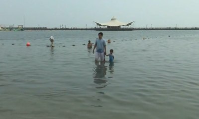 Kawanan Ubur-ubur Muncul di Pantai Ancol