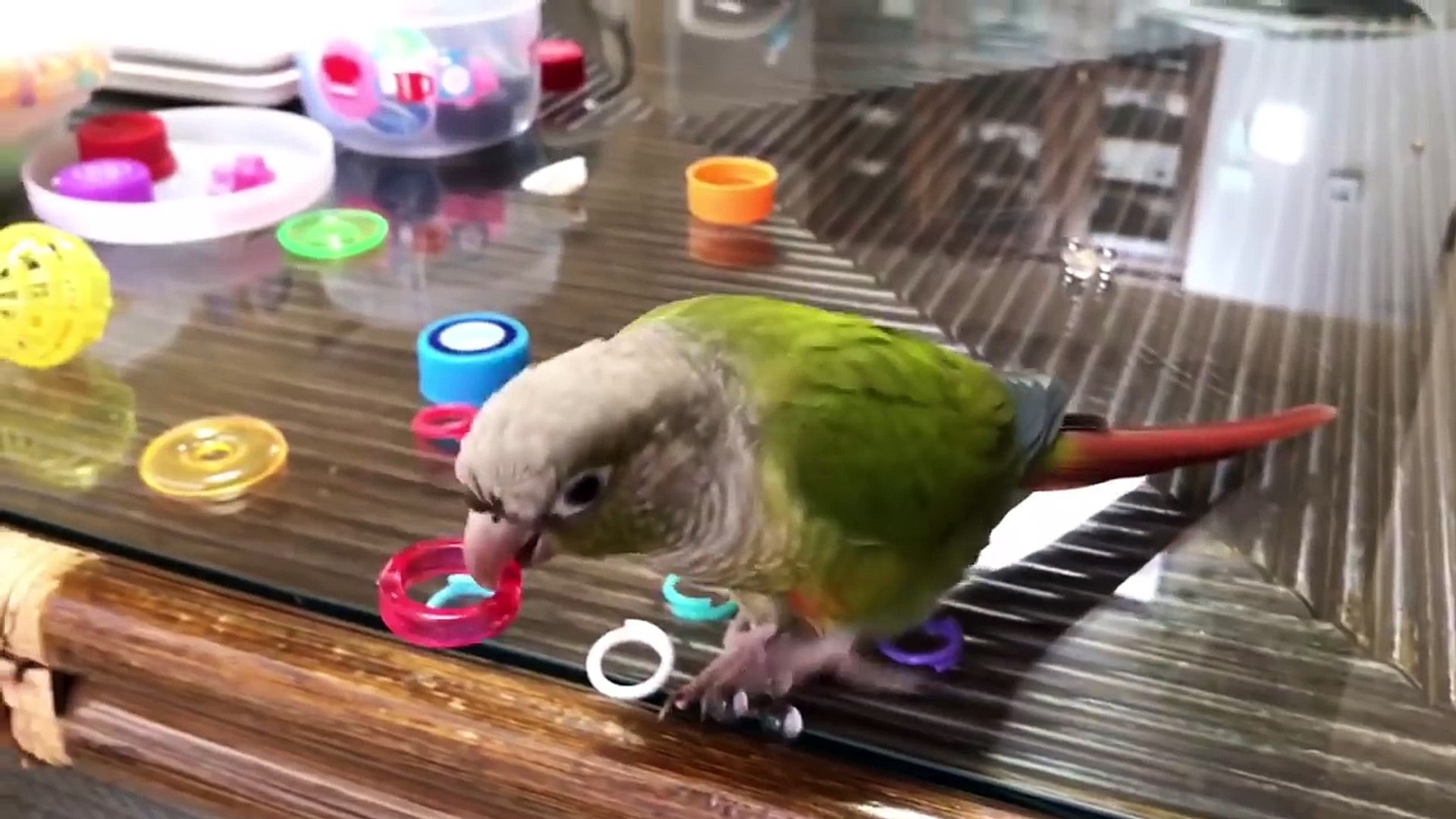 インコたちの1日 うめごまブラザーズ 動画 Dailymotion