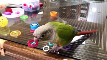 インコたちの1日　うめごまブラザーズ