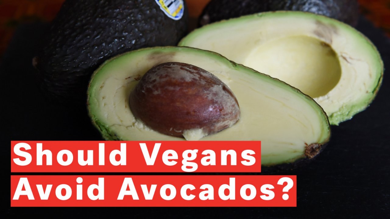 Should Vegans Avoid Avocados?