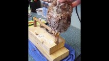 The Cute Owl Feel So Comfortable When He Was Massaged By The Owner