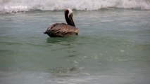 Pelican fearlessly rides post-hurricane waves on Florida beach