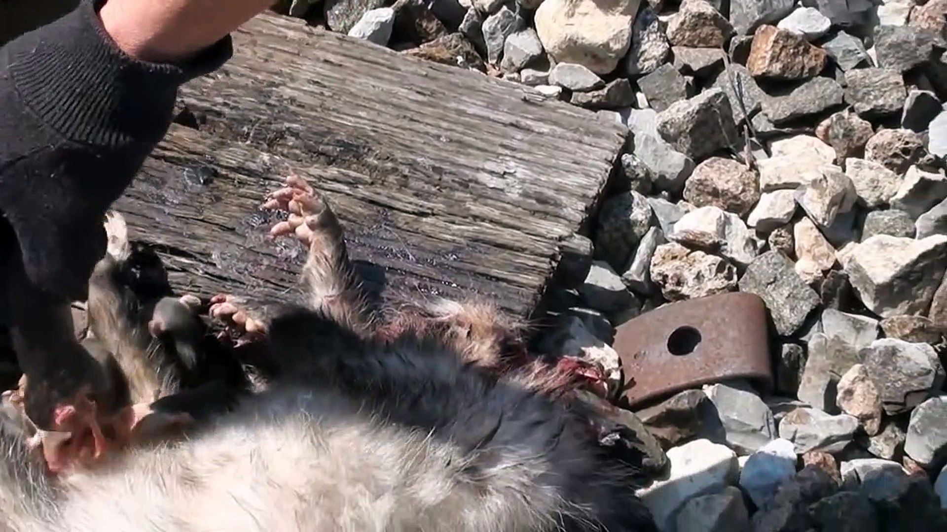 Il trouve 7 bébés opossum encore accrochés sur le ventre de leur maman morte et va les sauver