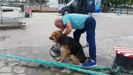 Bu köpek yetenekleri ile şaşırtıyor