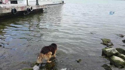 Bu Köpek Yetenekleri ile Şaşırtıyor