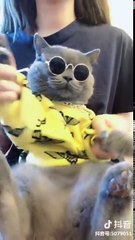 Animals Doing Things | Funny Cat and Dog Videos Compilation