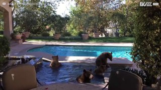 Bears chill in family's pool in California