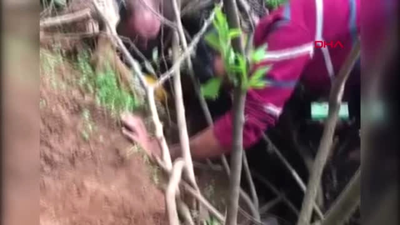 İstanbul Başına Bidon Sıkışan Köpek 5 Ay Sonra Kurtarıldı