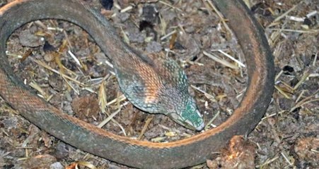 Yangında Aniden Ortaya Çıkan Kobra Yılanı Büyük Korku Yaşattı